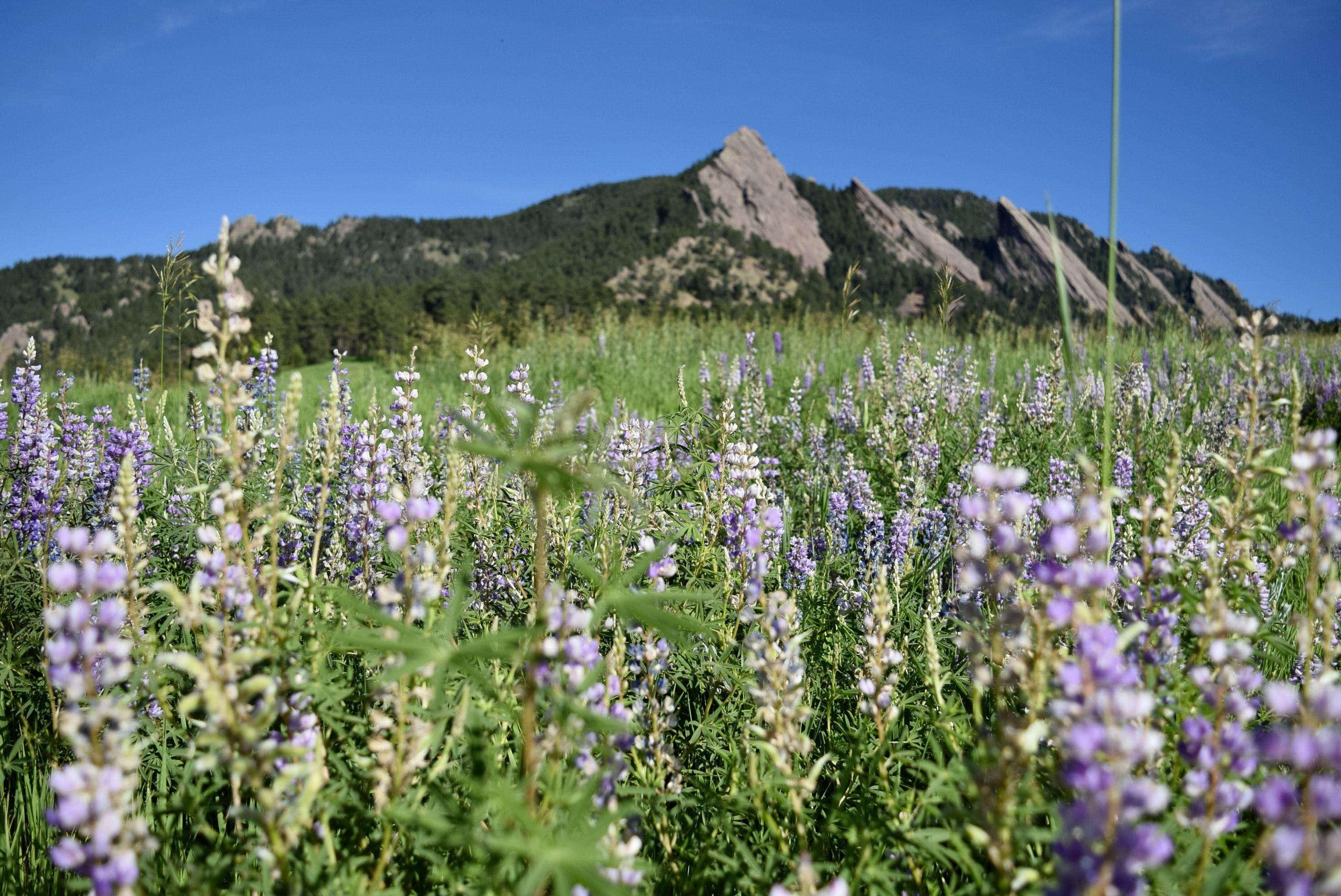 Picture of Boulder landscape with flowers in the forefront